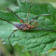 Larval velvet mite on host