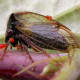 Larval velvet mite on host