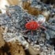 A Red Velvet Mite