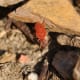 Velvet mite in Kirchwerder, Hamburg