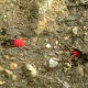 Red Velvet Mites, from Munsiyari, the Central Himalayas, India