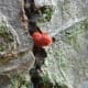 Found on rotting logs, in the Runcorn wooded area