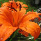 Tiger lily after rain.