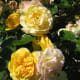 roses-symbols-of-love-and-flowers-of-beauty