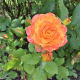 roses-symbols-of-love-and-flowers-of-beauty
