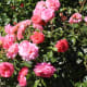 roses-symbols-of-love-and-flowers-of-beauty