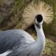 the-most-beautiful-animals-part-2