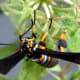 the-most-beautiful-animals-part-2