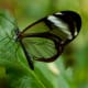 the-most-beautiful-animals-part-2