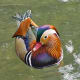 the-most-beautiful-animals-part-2