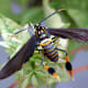the-most-beautiful-animals-part-2