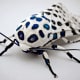 the-most-beautiful-animals-part-2