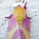 the-most-beautiful-animals-part-2