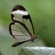 the-most-beautiful-animals-part-2