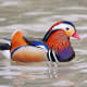 the-most-beautiful-animals-part-2