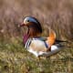 the-most-beautiful-animals-part-2