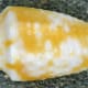Conus jaspideus or the jasper cone snail