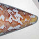 Conus archon or the magistrate cone snail