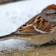 A tree sparrow on a snowy ledge