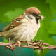 A tree sparrow on barbed wire