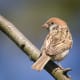 A tree sparrow perched on a branch
