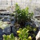 edible-aquatic-plants