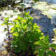 Be sure that the leaves of terrestrial mint is not submerged. Here the pot was placed in pond so the leaves are sticking out of the water.