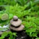 edible-aquatic-plants