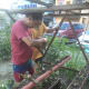 Transplanting of pechay (Chinese cabbage).