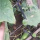 Our pipino (cucumber).