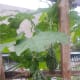 Our ampalaya (bitter melon).