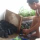 The seedlings that grew were transferred to the garden area.