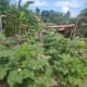 Our properly aligned okra (ladies' fingers) plants.