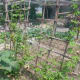 We grew a second batch of ampalaya, since the previous one died due to overspraying of fertilizer.