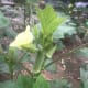 Okra (ladies' fingers).