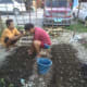 Transferring of plants.