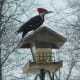Pileated Woodpecker