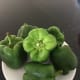 Medium-sized capsicums