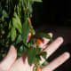Fresh, ripe goji berries