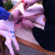 roasting-a-pig