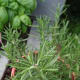 3. Cut 1-2 leaf set above that point