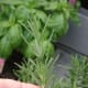 1. Feel the difference between the new growth at the top of the plant and the woody growth at the base