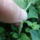 2. Follow the stem down until you are 2-3 leaf sets from the base