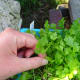 Cilantro