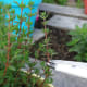 Thyme is harvested using the same steps
