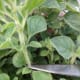 3. Cut above that set of leaves