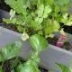 3.Cut above that branching point