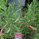 Rosemary