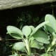 2. Cut just above a pair of leaves