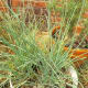 Multiple chive plants